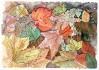 Colourful leaves